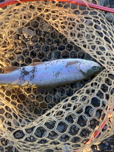 ニジマスの釣果