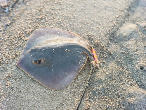 アカエイの釣果
