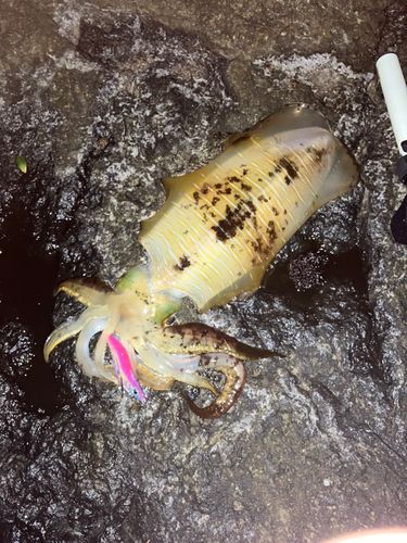 アオリイカの釣果