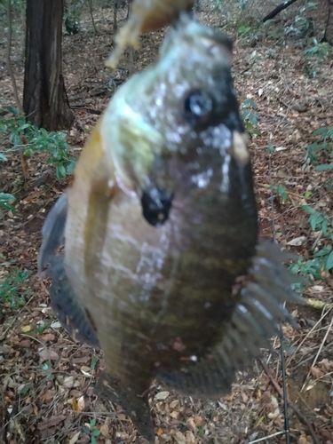 ブルーギルの釣果