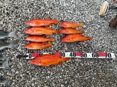 アカハタの釣果