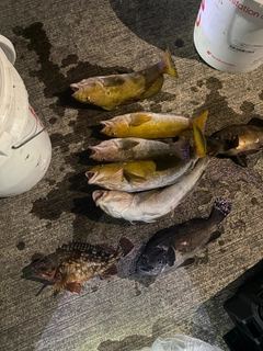 アイナメの釣果