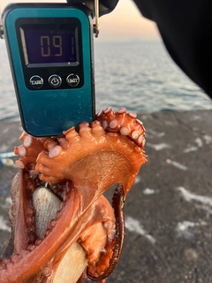 タコの釣果