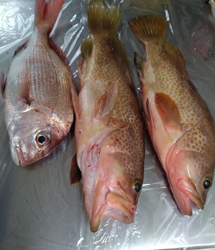 タイの釣果