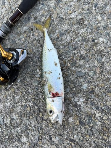サバの釣果