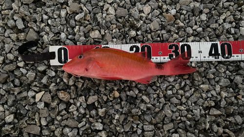 ホウライヒメジの釣果