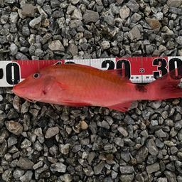 ホウライヒメジ