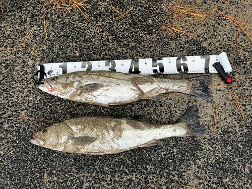 シーバスの釣果