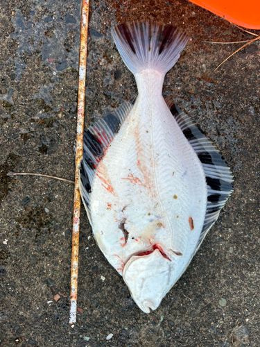 カレイの釣果
