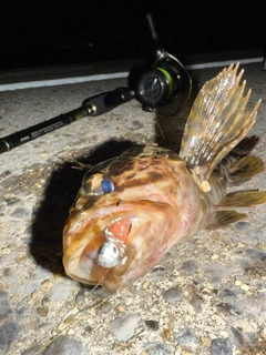 タケノコメバルの釣果
