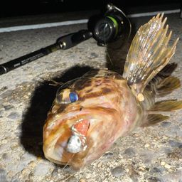 タケノコメバル