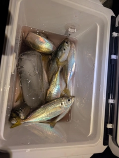 タチウオの釣果