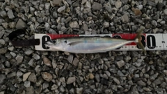 ムロアジの釣果