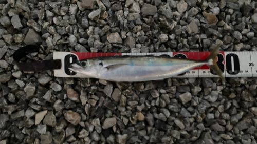 ムロアジの釣果