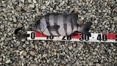 イシダイの釣果