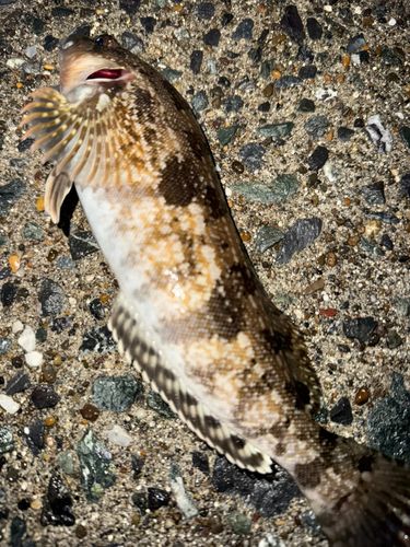 アイナメの釣果