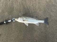 セイゴ（マルスズキ）の釣果