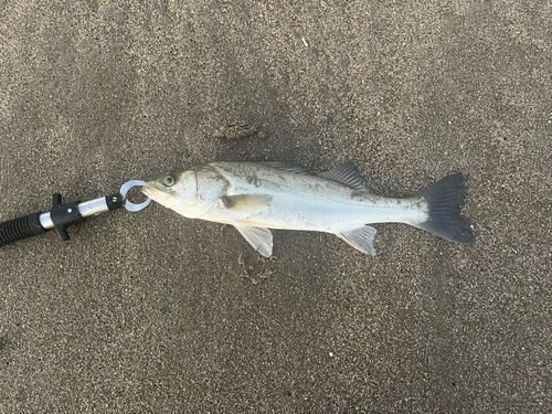 セイゴ（マルスズキ）の釣果