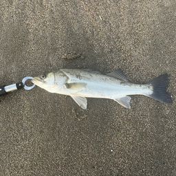 セイゴ（マルスズキ）