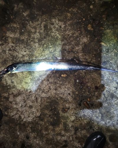 タチウオの釣果