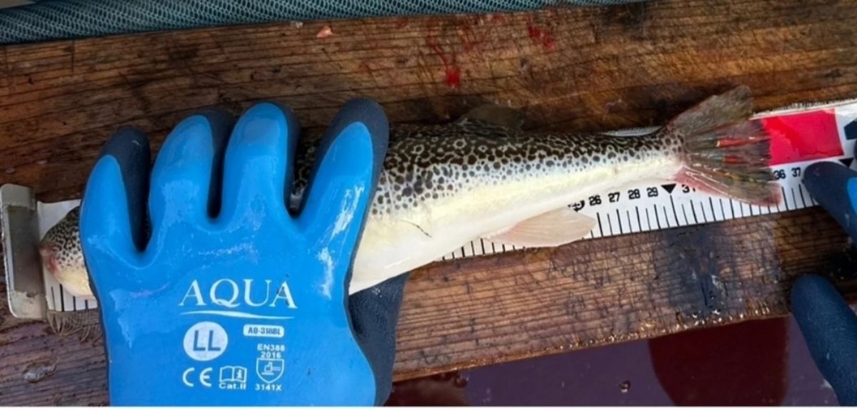 モコミミさんの釣果 3枚目の画像