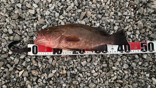 オオモンハタの釣果