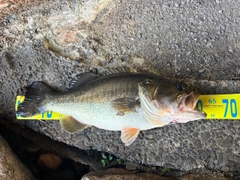 ブラックバスの釣果