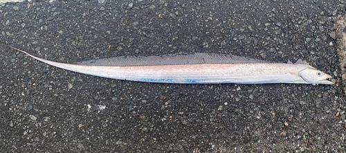 タチウオの釣果