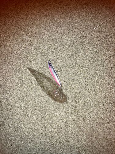 シタビラメの釣果