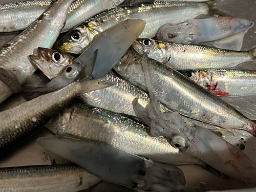 イワシの釣果