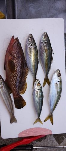 アジの釣果
