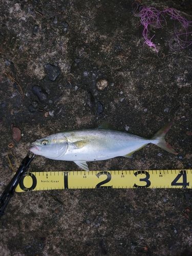 フクラギの釣果