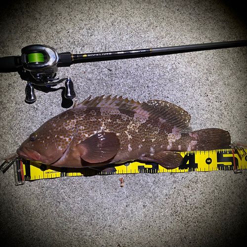 常滑りんくう釣り護岸