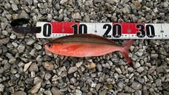 タカサゴの釣果