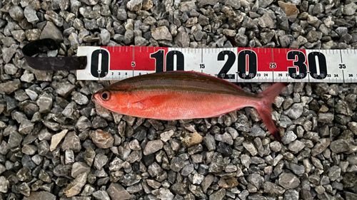 タカサゴの釣果