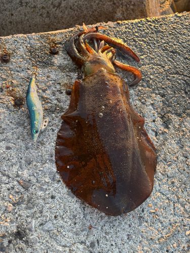 アオリイカの釣果