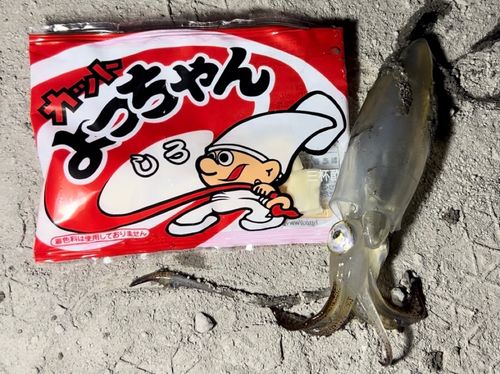 ヒイカの釣果