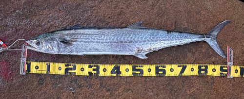 周防大島（屋代島）