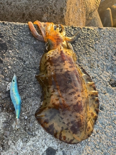 アオリイカの釣果