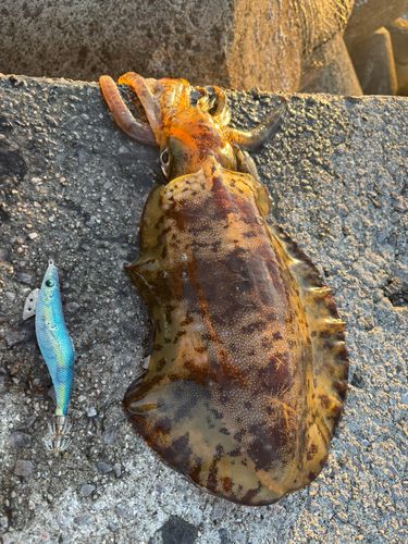 アオリイカの釣果