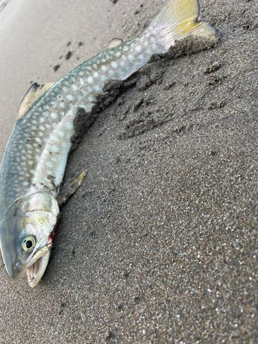 アメマスの釣果