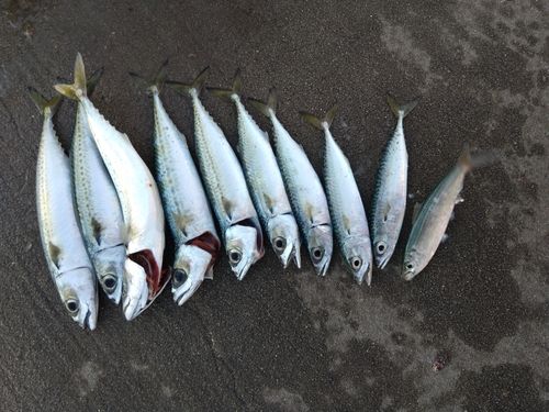 サバの釣果