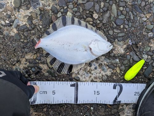 カワガレイの釣果