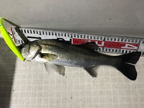 シーバスの釣果