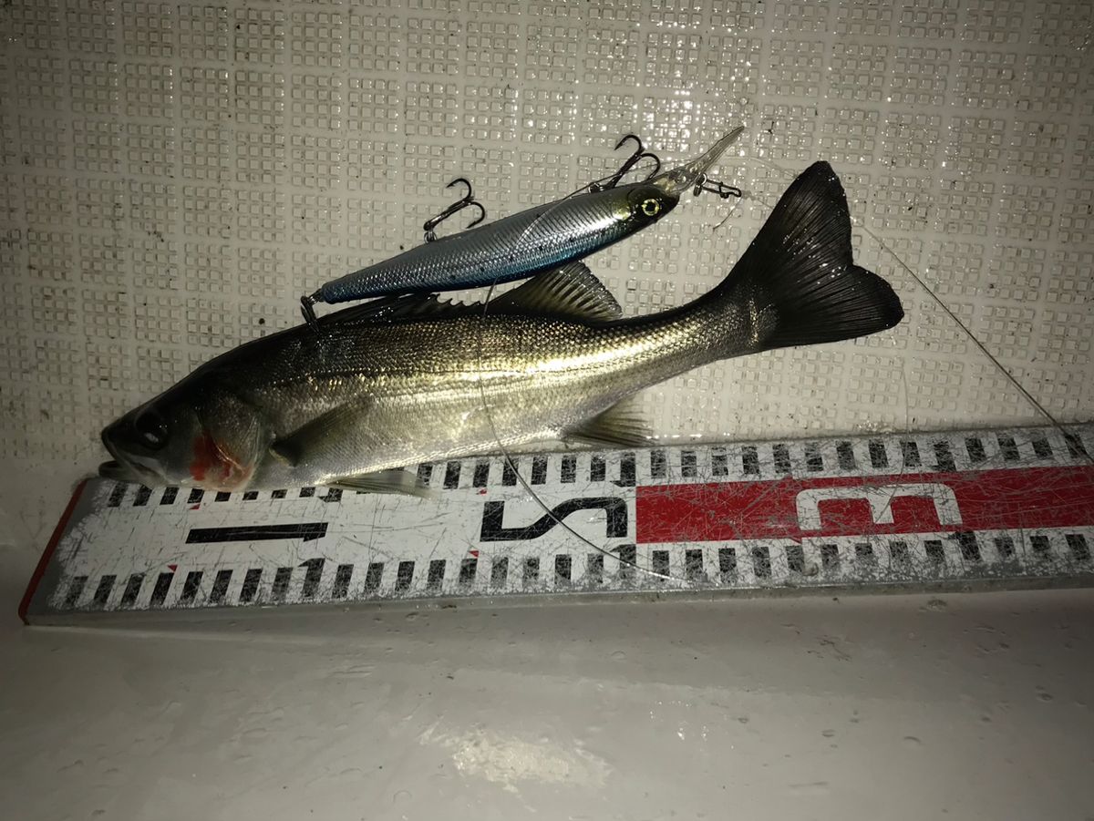 kan777(江戸前)さんの釣果 2枚目の画像