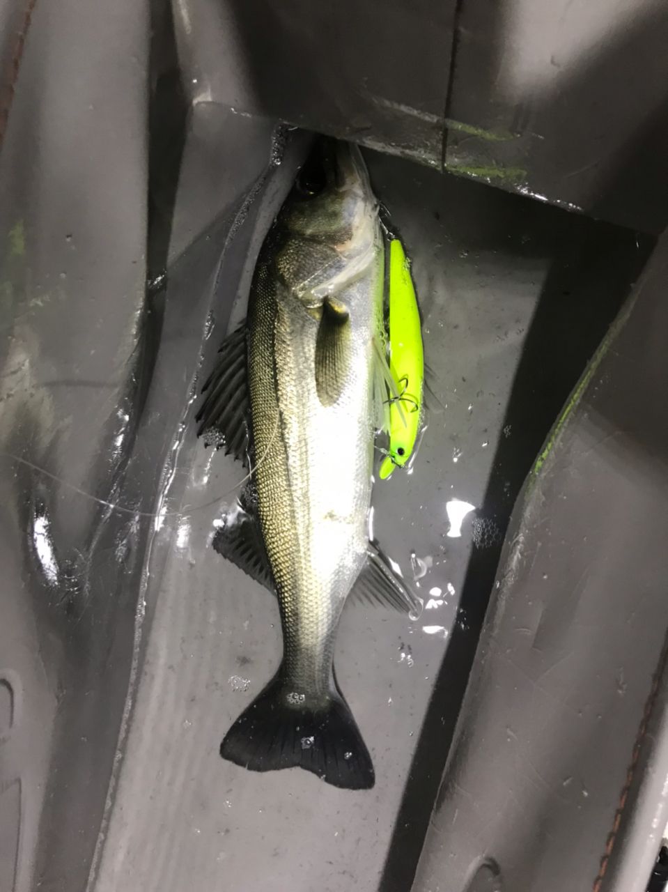 kan777(江戸前)さんの釣果 3枚目の画像