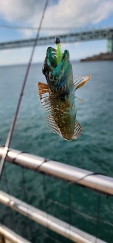 アナハゼの釣果