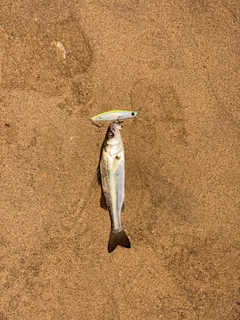 セイゴ（マルスズキ）の釣果