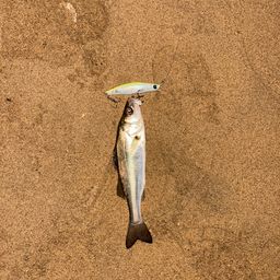 セイゴ（マルスズキ）