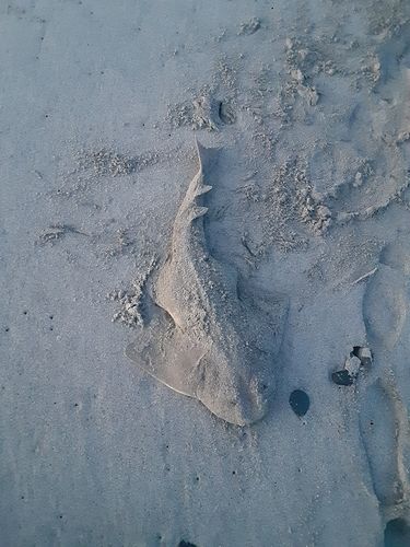 カスザメの釣果